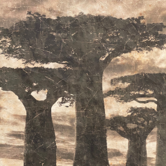 BAOBABS MADAGASCAR (120x120cm) BAOBABS MADAGASCAR (120x120cm)